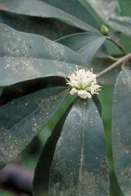 APII jpeg image of Phaleria octandra  © contact APII