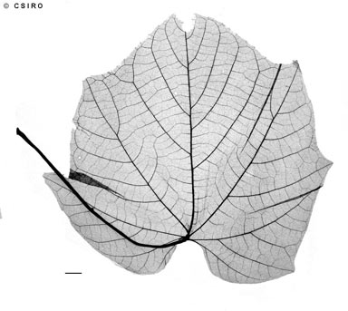 APII jpeg image of Clerodendrum paniculatum  © contact APII