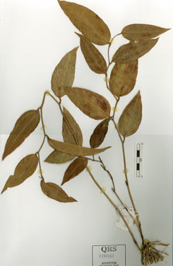 APII jpeg image of Smilax australis  © contact APII