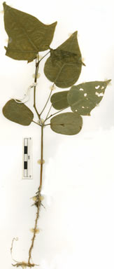 APII jpeg image of Brachychiton acerifolius  © contact APII