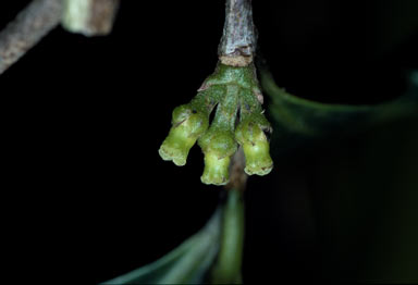 APII jpeg image of Austrobuxus megacarpus  © contact APII