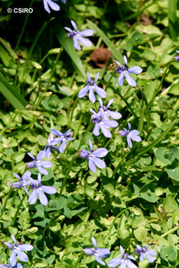 APII jpeg image of Lobelia membranacea  © contact APII