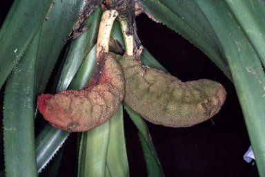 APII jpeg image of Freycinetia marginata  © contact APII