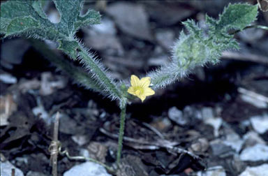 APII jpeg image of Cucumis anguria var. anguria  © contact APII