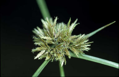 APII jpeg image of Cyperus polystachyos  © contact APII