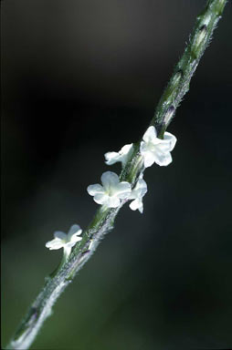 APII jpeg image of Stachytarpheta cayennensis  © contact APII