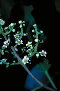 APII jpeg image of Geijera salicifolia var. salicifolia  © contact APII