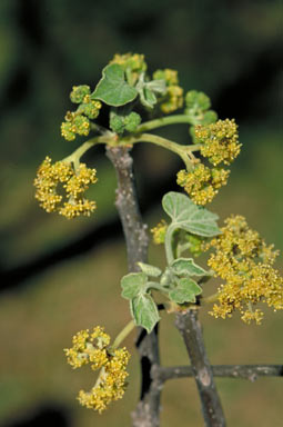 APII jpeg image of Gyrocarpus americanus  © contact APII