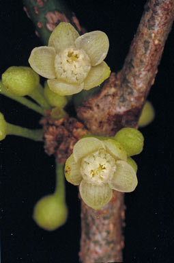 APII jpeg image of Casearia dallachii  © contact APII