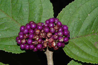 APII jpeg image of Callicarpa pedunculata  © contact APII