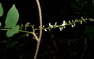 APII jpeg image of Derris sp. Daintree (D.E.Boyland+ 469)  © contact APII