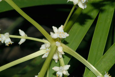 APII jpeg image of Lomandra banksii  © contact APII