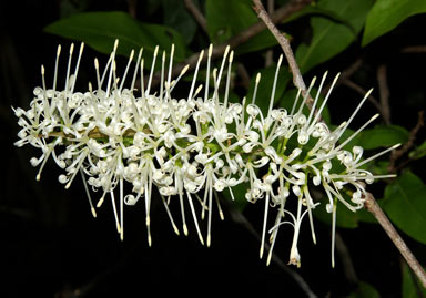 APII jpeg image of Megahertzia amplexicaulis  © contact APII