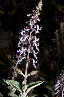 APII jpeg image of Plectranthus amicorum  © contact APII