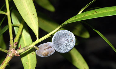 APII jpeg image of Podocarpus elatus  © contact APII