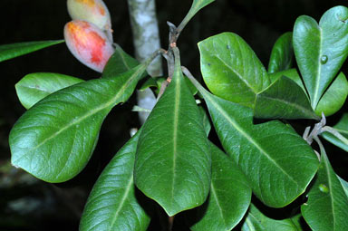 APII jpeg image of Planchonella euphlebia  © contact APII