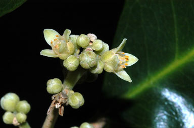 APII jpeg image of Sarcomelicope simplicifolia subsp. simplicifolia  © contact APII