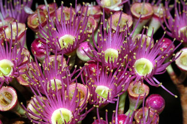 APII jpeg image of Syzygium buettnerianum  © contact APII