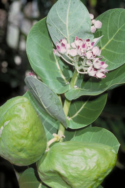 APII jpeg image of Calotropis procera  © contact APII