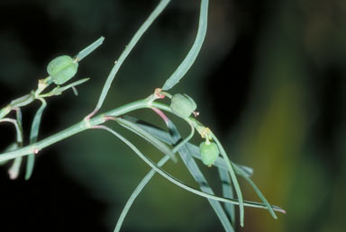 APII jpeg image of Euphorbia tannensis subsp. eremophila  © contact APII