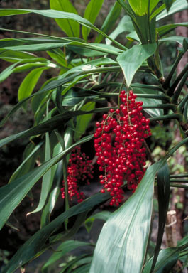 APII jpeg image of Cordyline manners-suttoniae  © contact APII