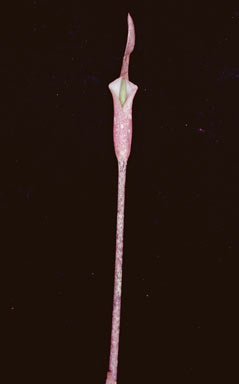 APII jpeg image of Amorphophallus galbra  © contact APII