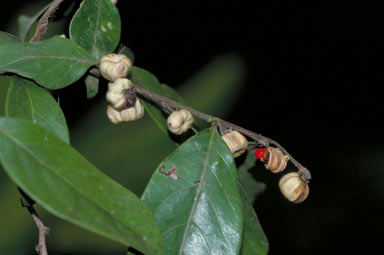 APII jpeg image of Glochidion harveyanum var. pubescens  © contact APII