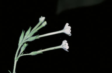 APII jpeg image of Nicotiana forsteri  © contact APII