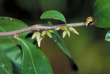 APII jpeg image of Diospyros peninsularis  © contact APII