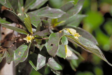 APII jpeg image of Dansiea elliptica  © contact APII