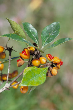 APII jpeg image of Pittosporum venulosum  © contact APII