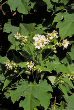 APII jpeg image of Montanoa hibiscifolia  © contact APII