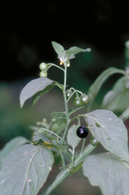 APII jpeg image of Solanum nigrum  © contact APII