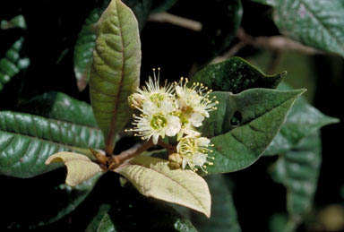 APII jpeg image of Xanthostemon graniticus  © contact APII