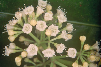 APII jpeg image of Pisonia umbellifera  © contact APII