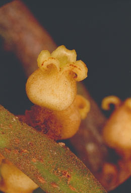 APII jpeg image of Myristica globosa subsp. muelleri  © contact APII