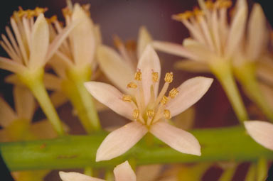 APII jpeg image of Adenanthera pavonina  © contact APII