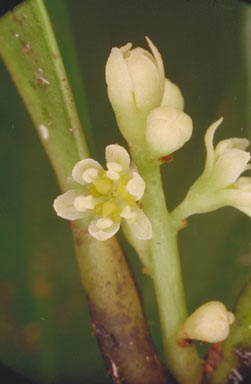 APII jpeg image of Cryptocarya pleurosperma  © contact APII