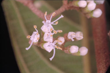 APII jpeg image of Callicarpa longifolia  © contact APII