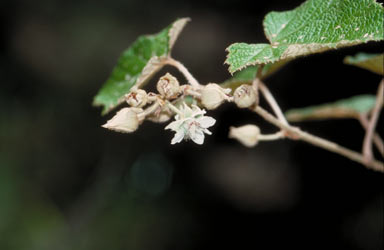 APII jpeg image of Rubus moluccanus var. moluccanus  © contact APII