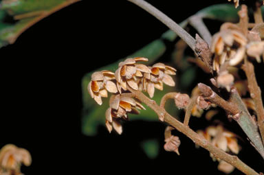 APII jpeg image of Elaeocarpus largiflorens subsp. largiflorens  © contact APII