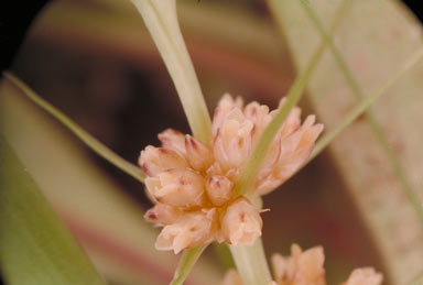 APII jpeg image of Lomandra hystrix  © contact APII