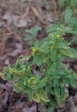 APII jpeg image of Waltheria indica  © contact APII