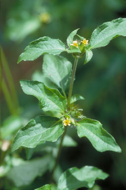 APII jpeg image of Synedrella nodiflora  © contact APII