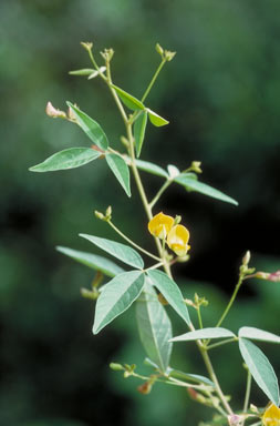 APII jpeg image of Cajanus acutifolius  © contact APII