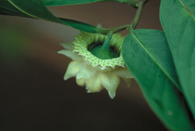 APII jpeg image of Eupomatia barbata  © contact APII