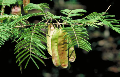 APII jpeg image of Senegalia pennata subsp. kerrii  © contact APII