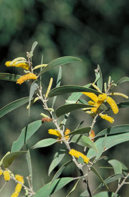 APII jpeg image of Acacia aulacocarpa  © contact APII