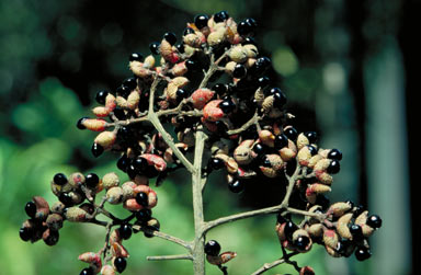 APII jpeg image of Zanthoxylum veneficum  © contact APII