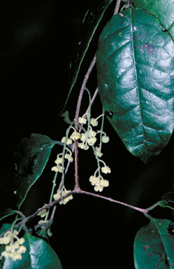 APII jpeg image of Palmeria scandens  © contact APII